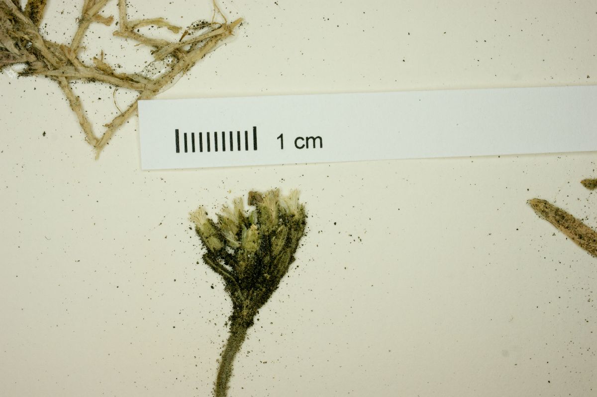 Cerastium ramigerum image