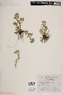 Cerastium tolucense image