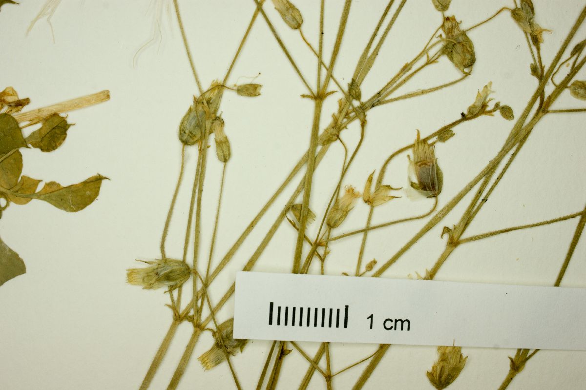 Cerastium rivulare image