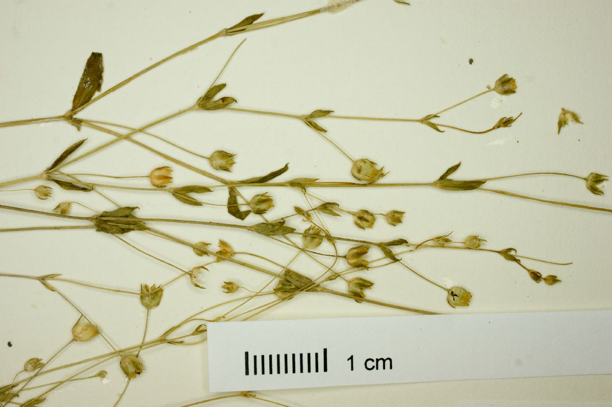 Arenaria benthamii image