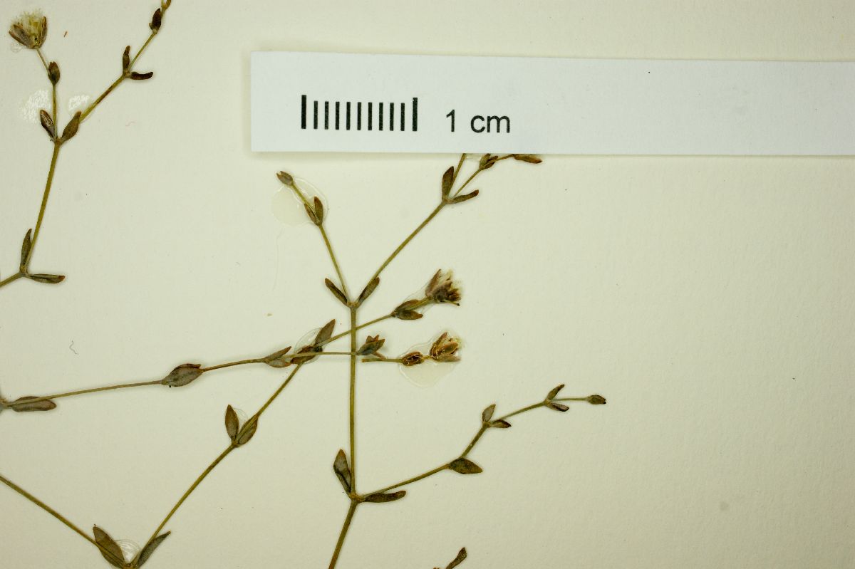 Drymaria barkleyi image