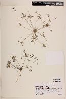 Drymaria hypericifolia image