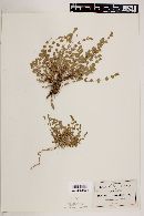 Drymaria xerophylla image
