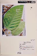Coussapoa nymphaeifolia image