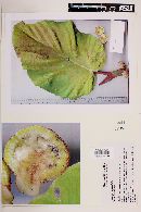 Coussapoa nymphaeifolia image