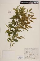 Euonymus benthamii image