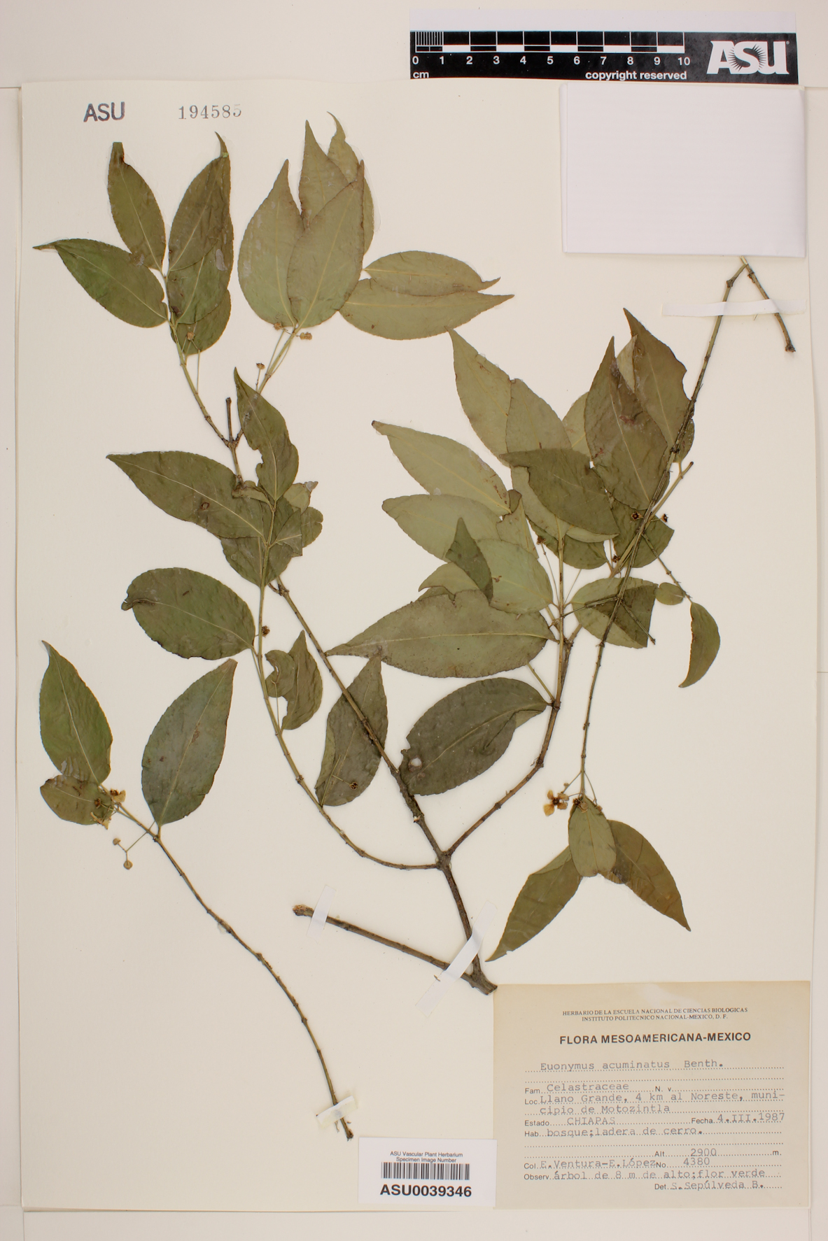 Euonymus benthamii image