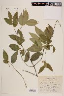 Euonymus benthamii image