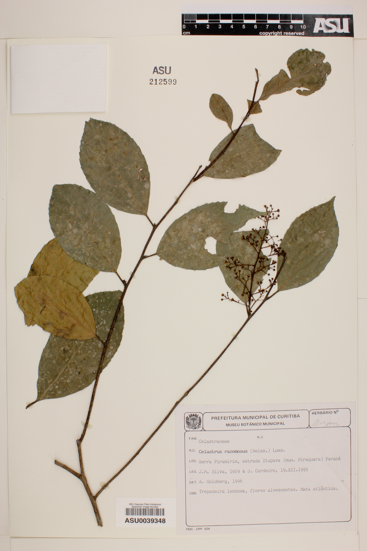 Celastrus liebmannii image