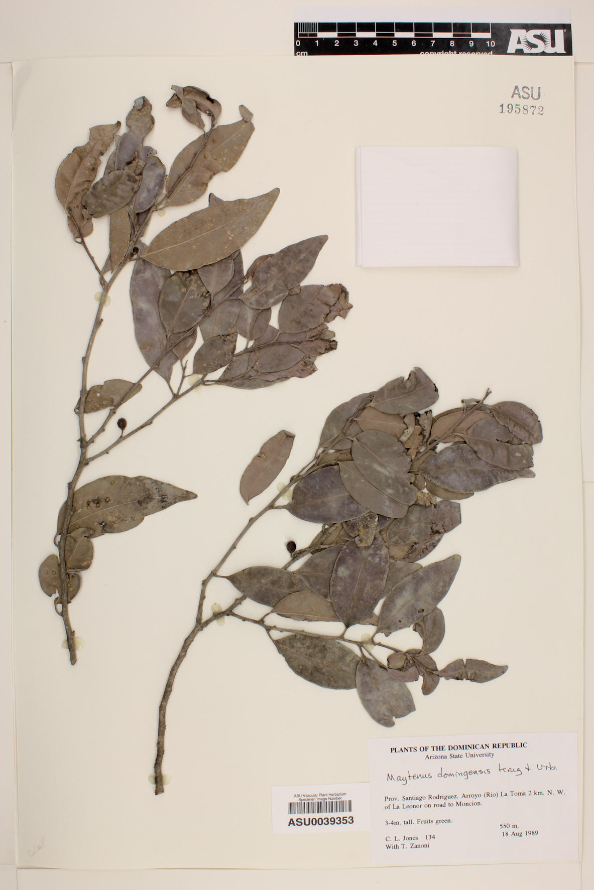 Maytenus domingensis image