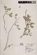 Maytenus phyllanthoides image