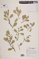 Maytenus phyllanthoides image