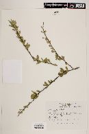 Schaefferia oaxacana image