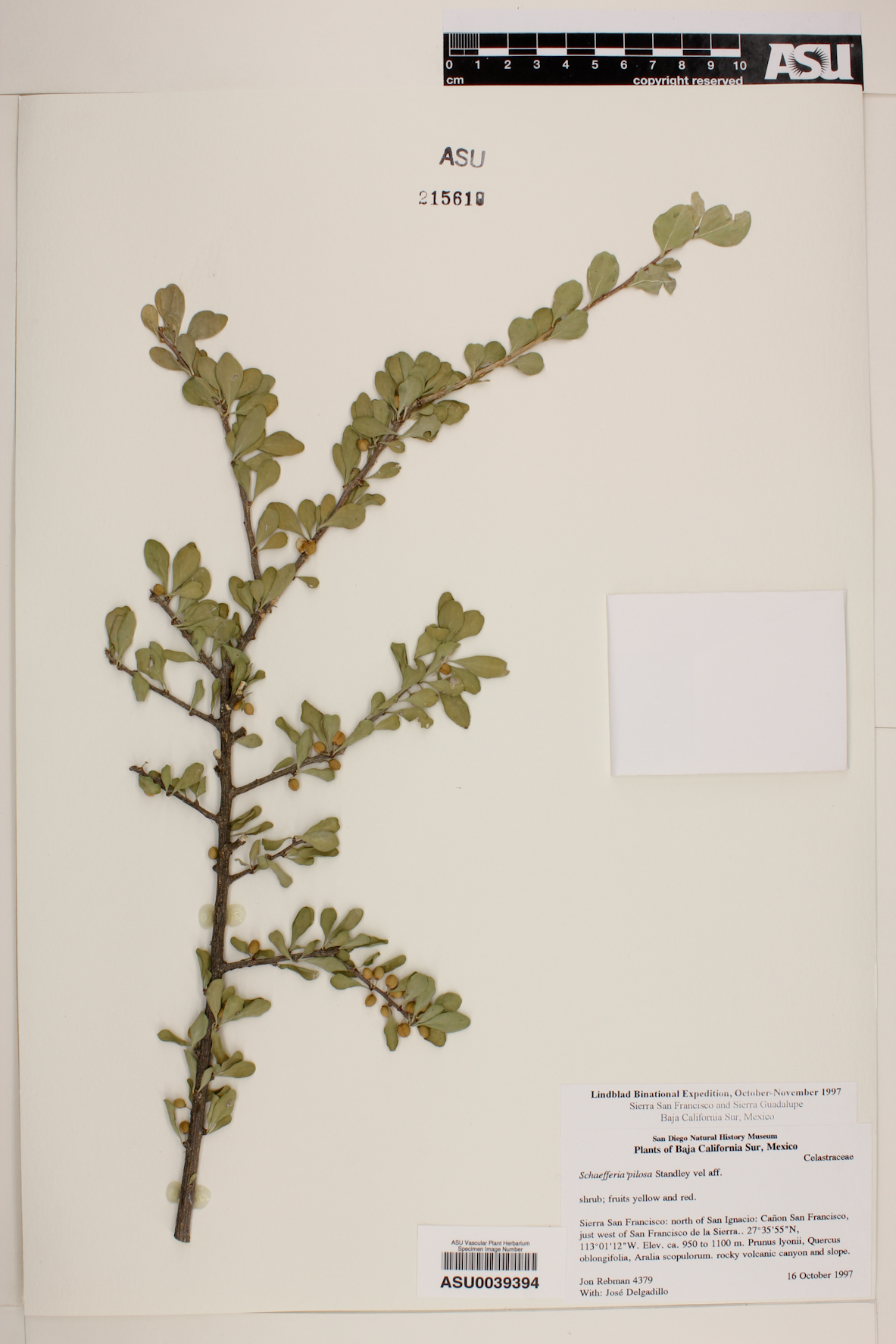 Schaefferia pilosa image