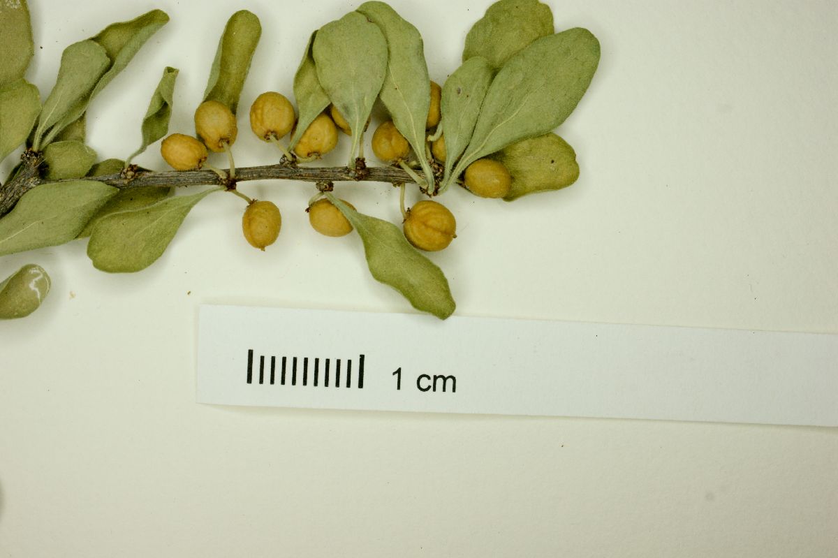 Schaefferia pilosa image