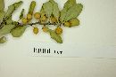 Schaefferia pilosa image