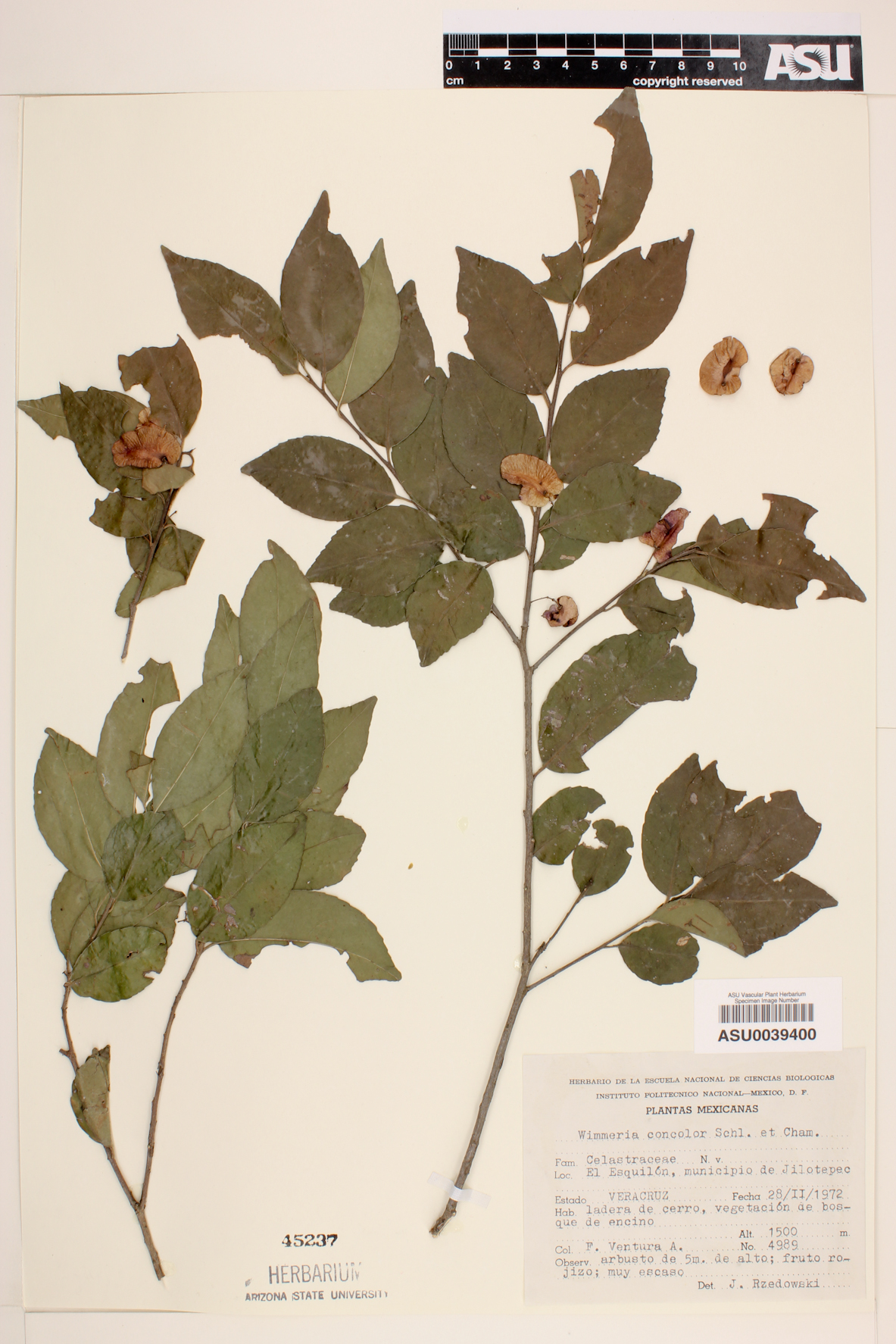 Wimmeria concolor image