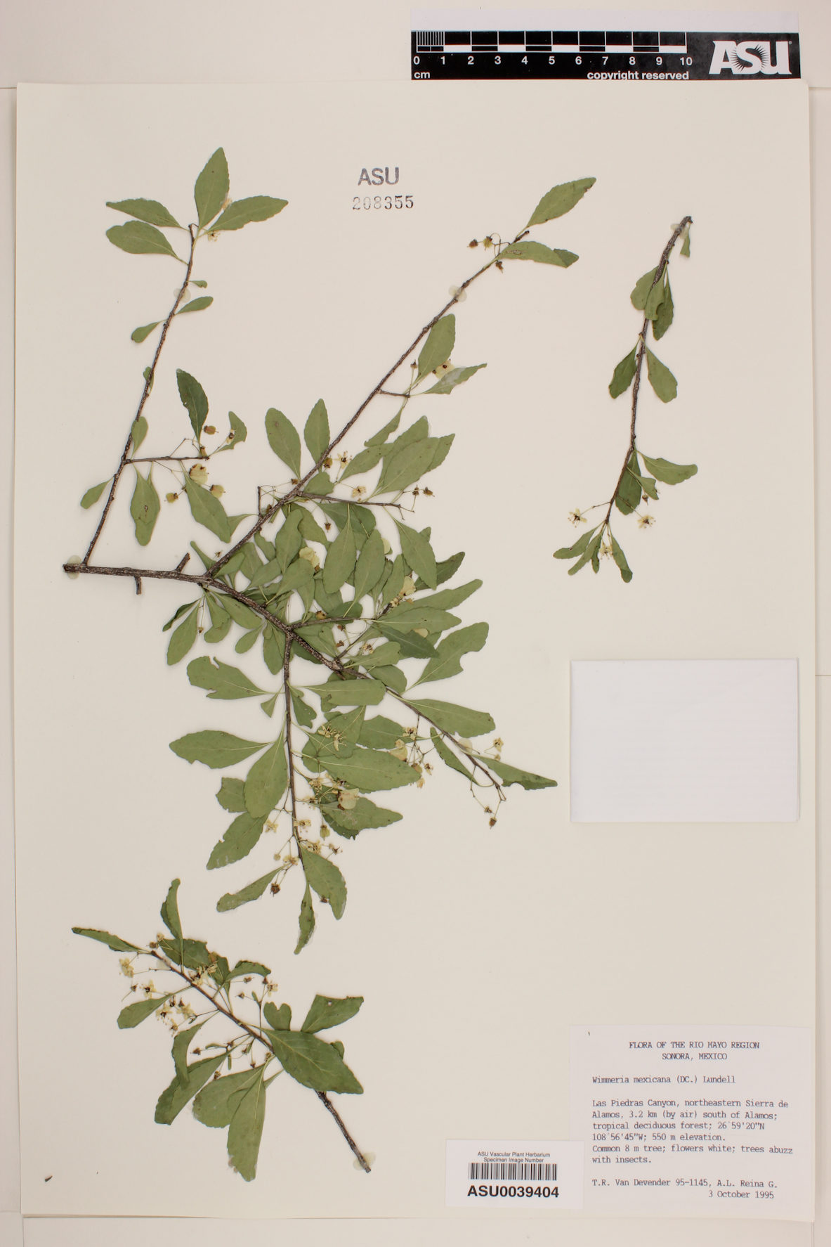 Wimmeria lanceolata image