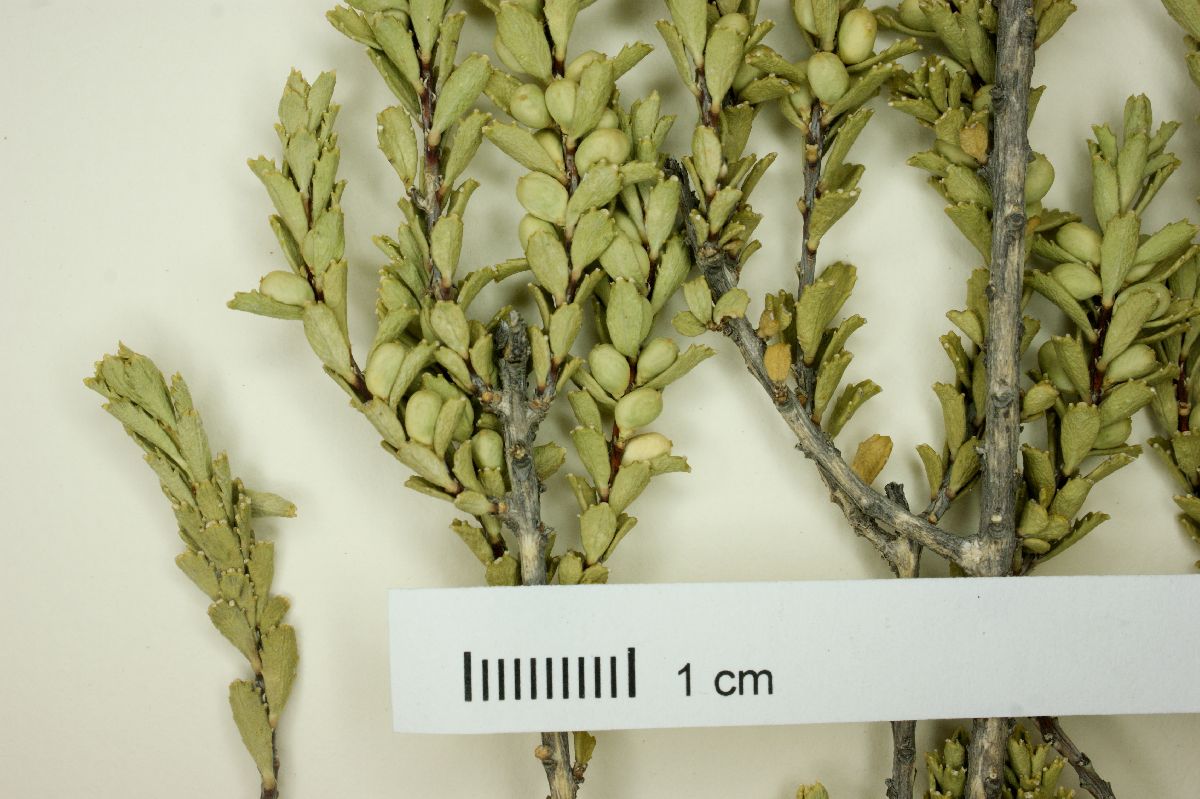 Orthosphenia image