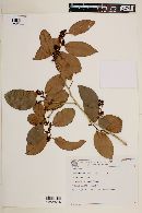 Image of Cinnamodendron dinisii