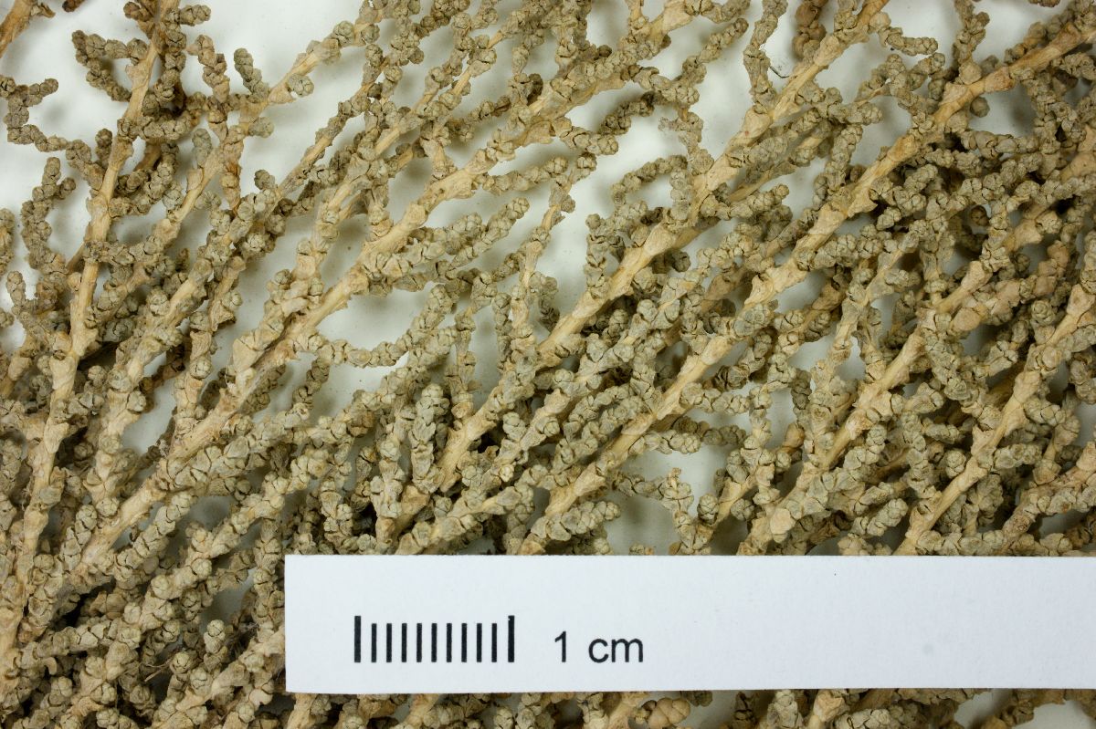 Allenrolfea vaginata image