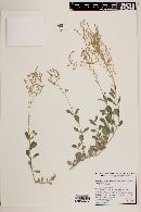 Atriplex barclayana image