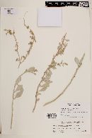 Atriplex barclayana image