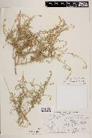 Atriplex canescens image