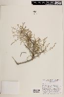 Atriplex linearis image