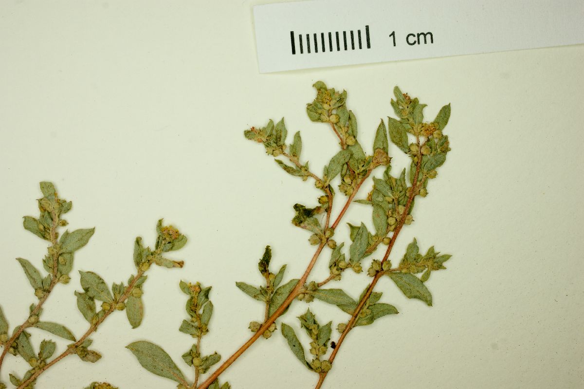 Atriplex pacifica image