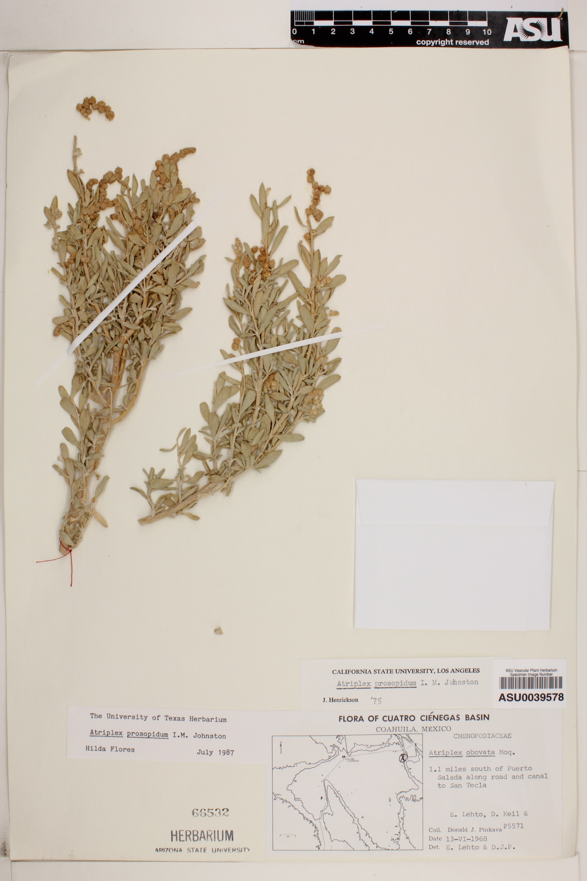 Atriplex prosopidum image