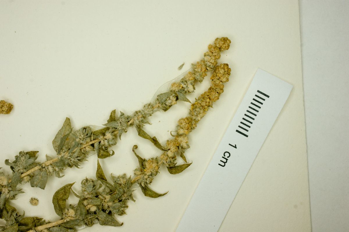 Atriplex serenana image