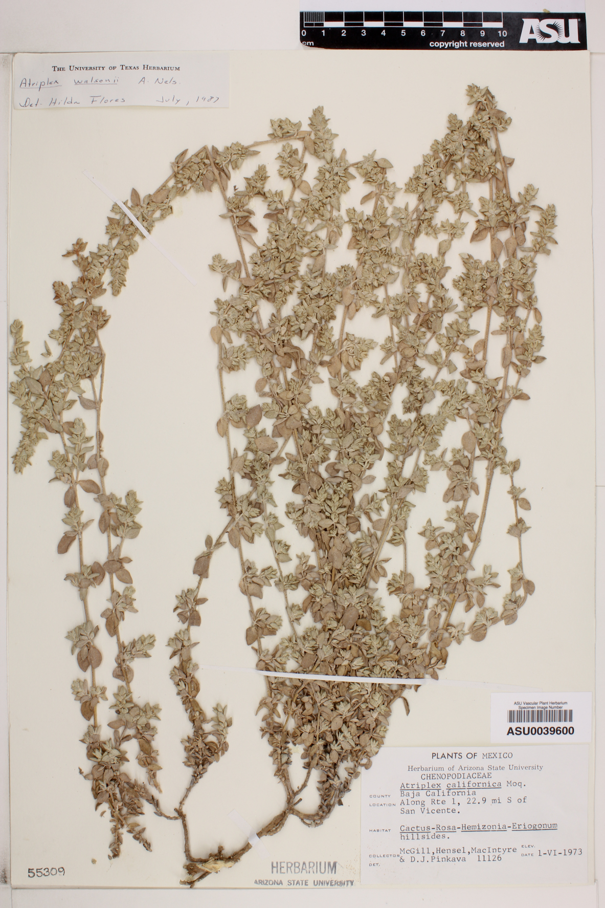 Atriplex californica image