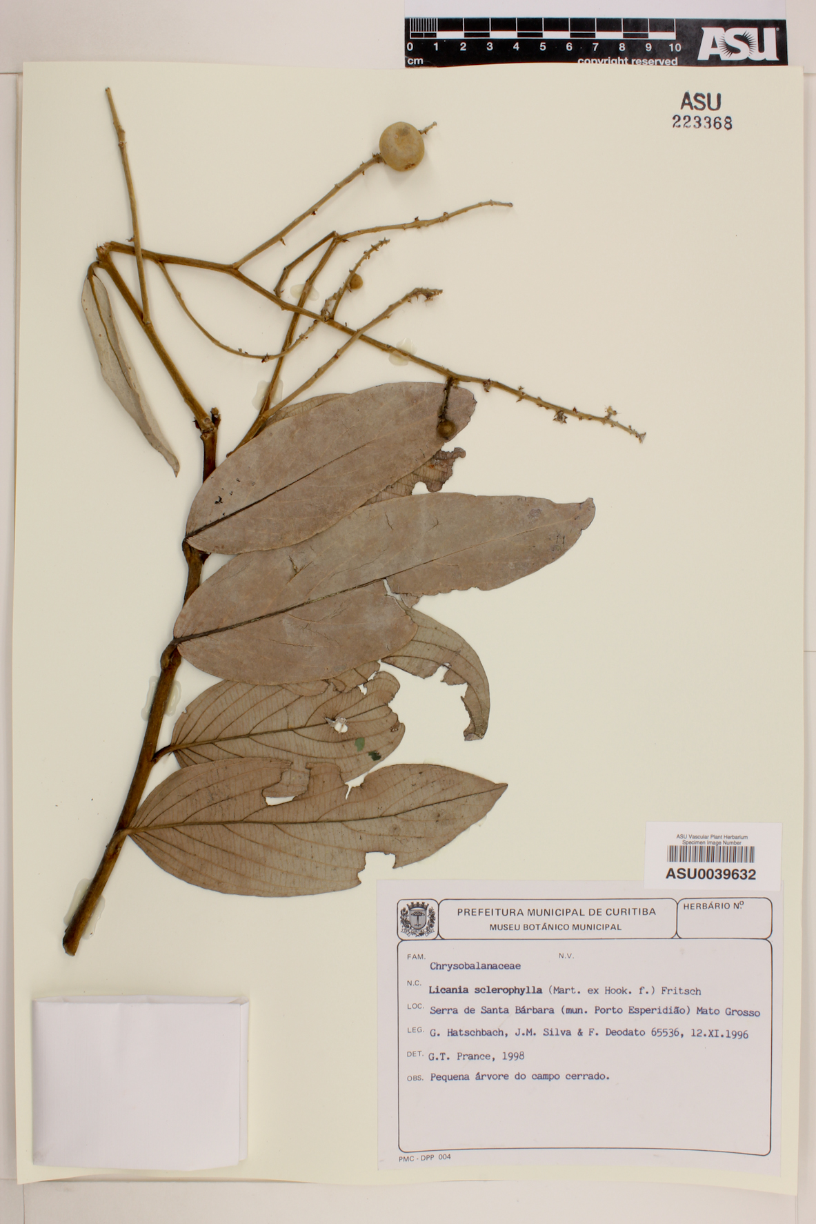 Licania sclerophylla image