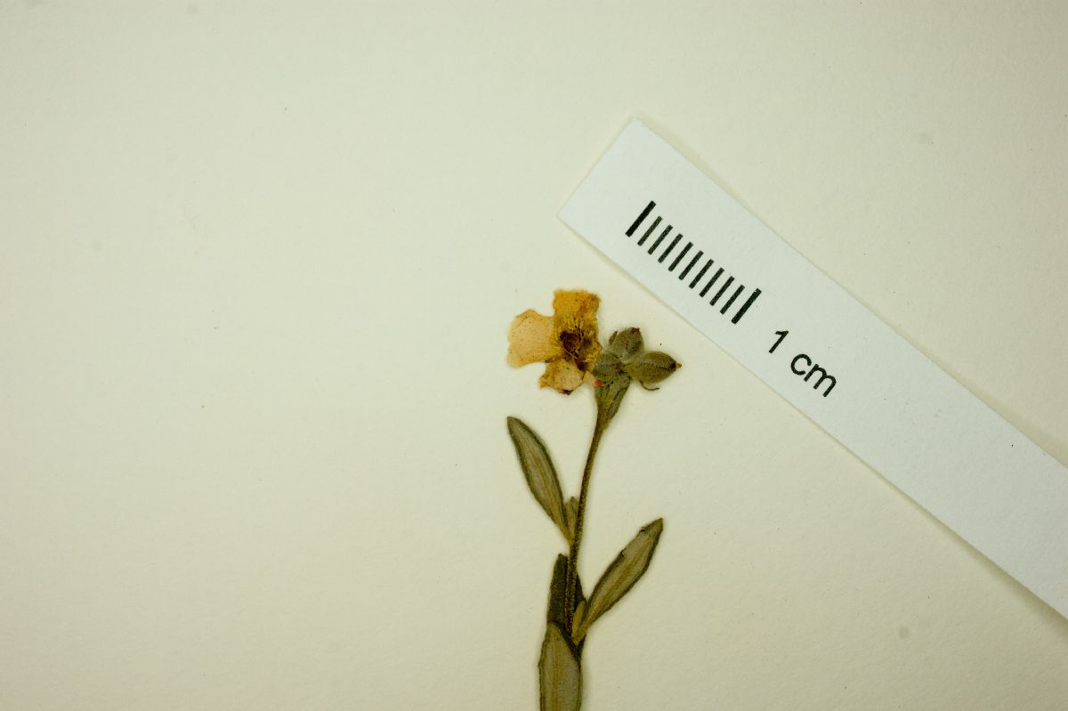 Helianthemum coulteri image