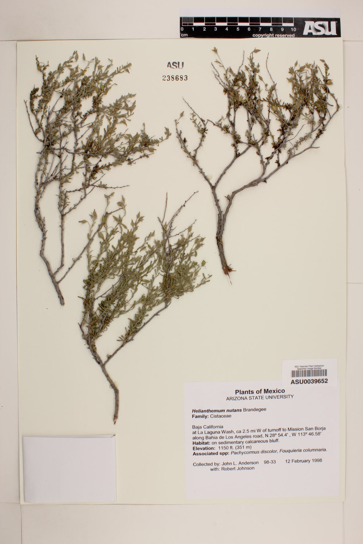 Helianthemum nutans image