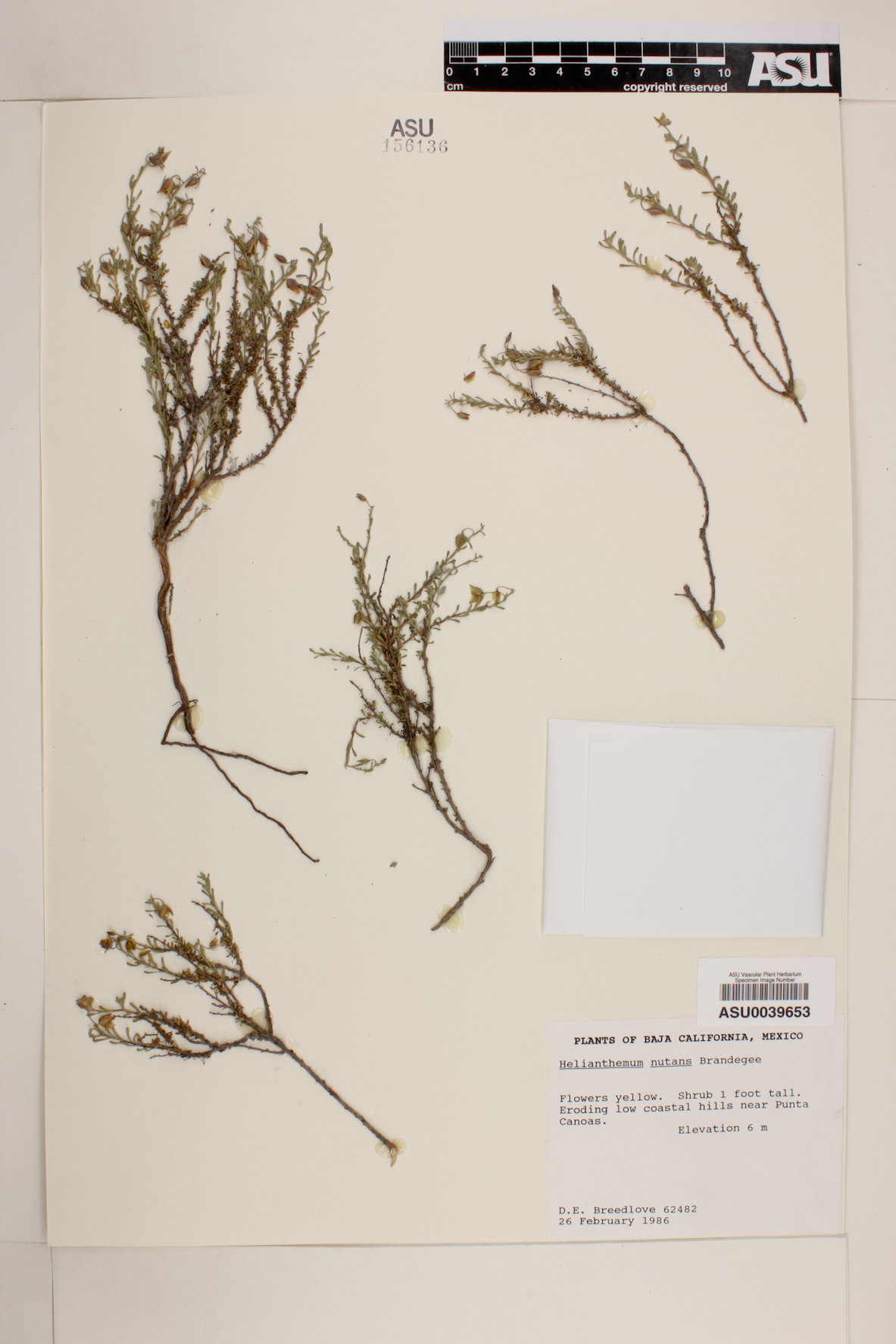 Helianthemum nutans image