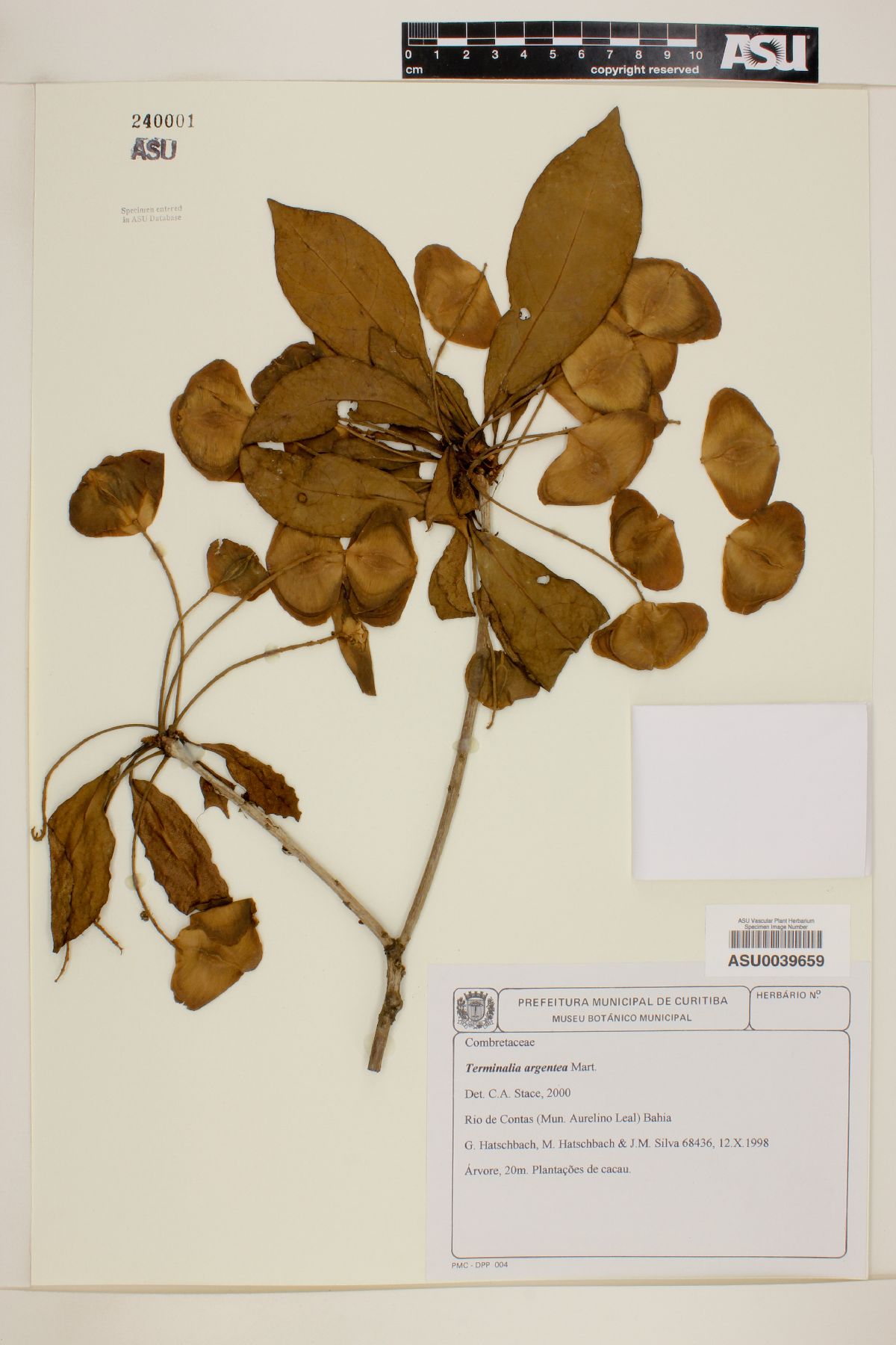 Terminalia argentea image