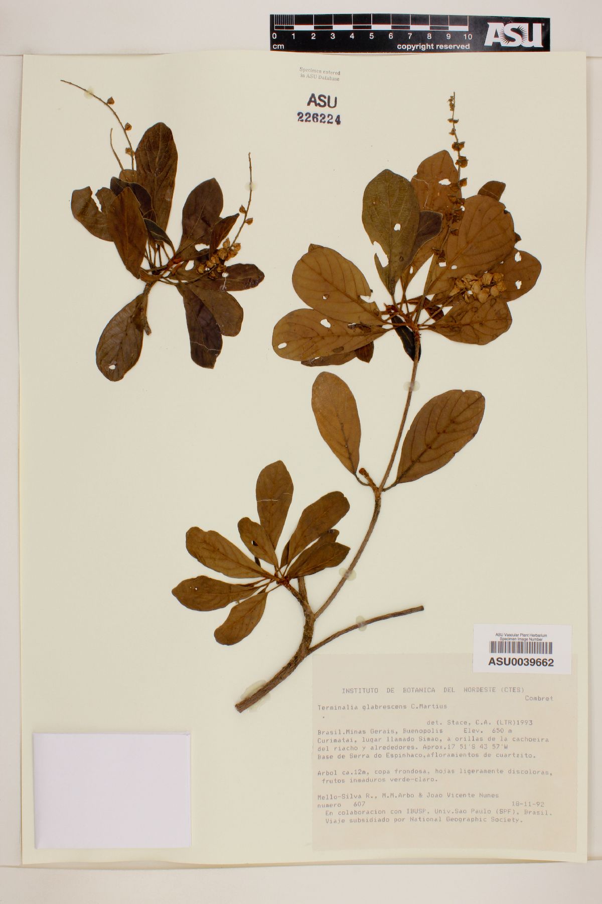 Terminalia glabrescens image