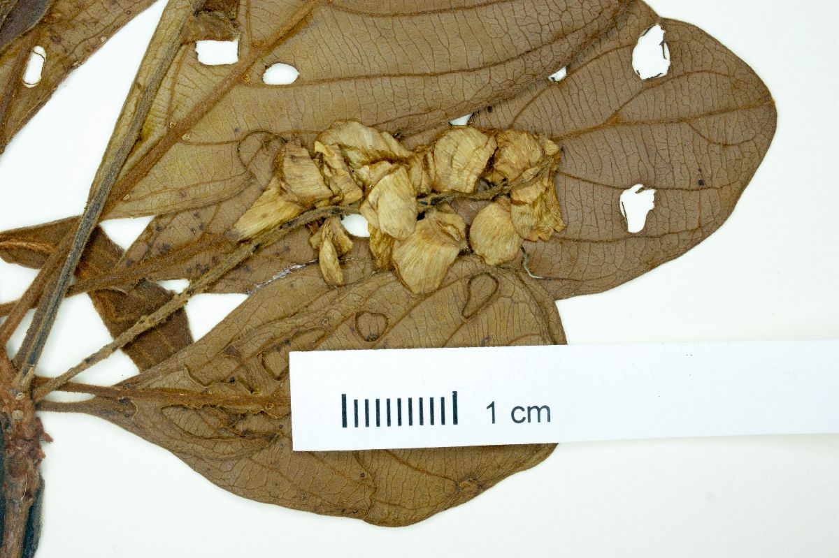 Terminalia glabrescens image