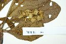 Terminalia glabrescens image