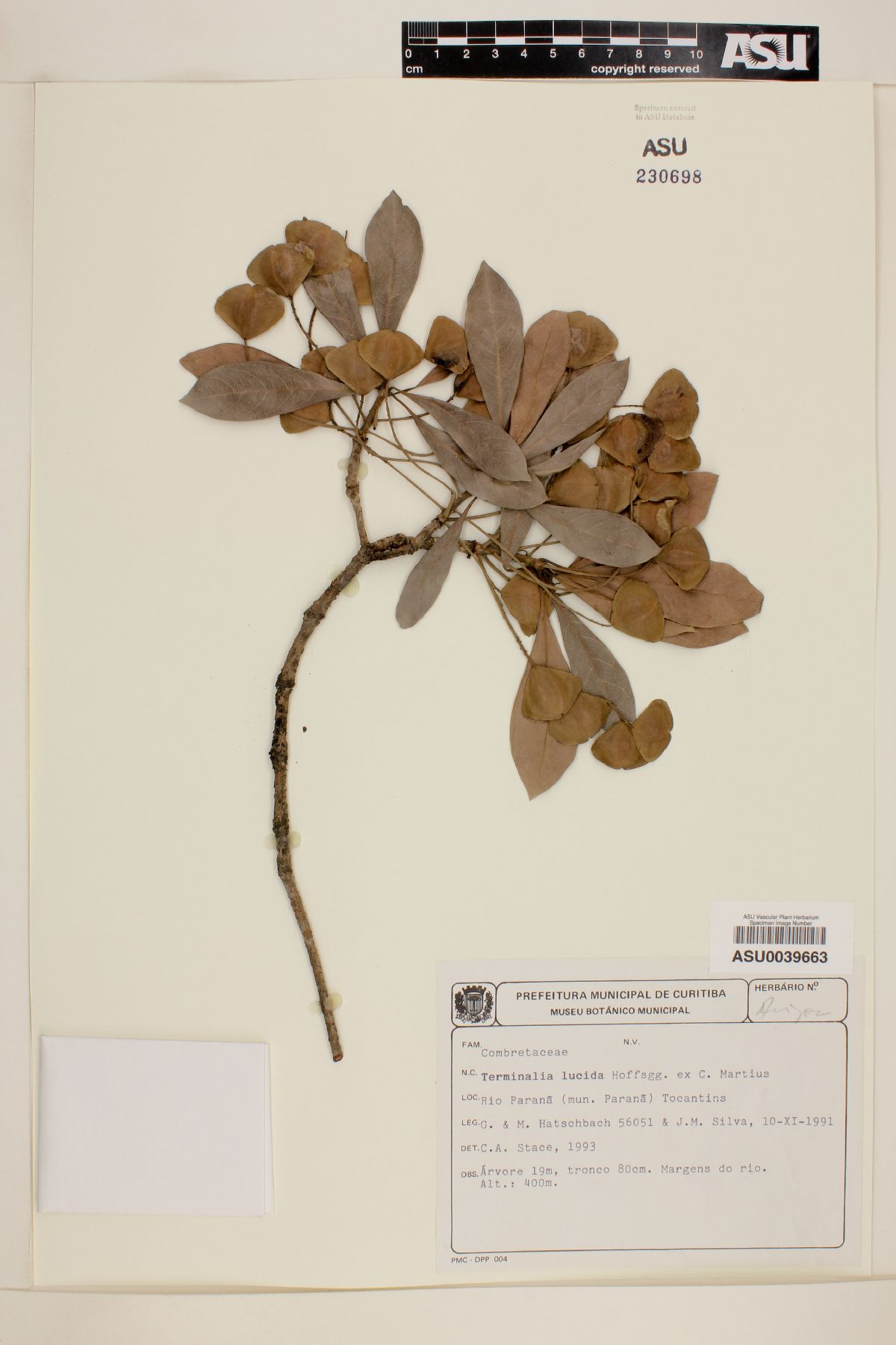 Terminalia lucida image