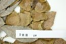 Terminalia lucida image
