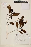 Terminalia lucida image