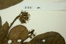 Terminalia quintalata image