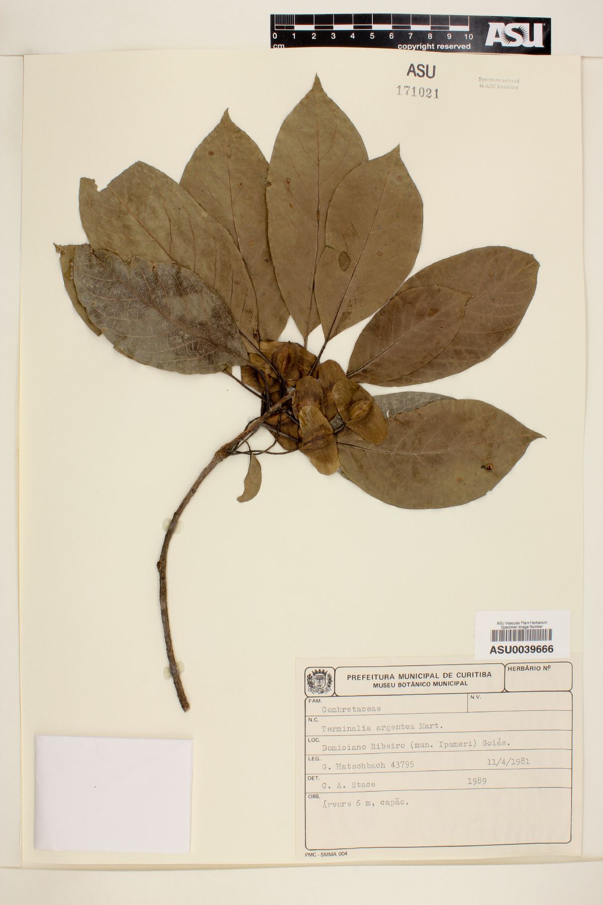 Terminalia argentea image