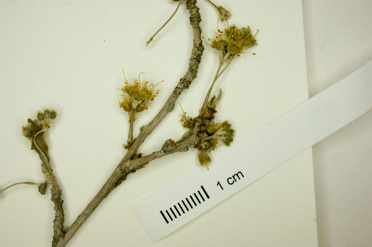 Terminalia triflora image