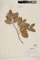 Laguncularia racemosa image