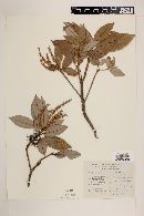 Clethra oleoides image