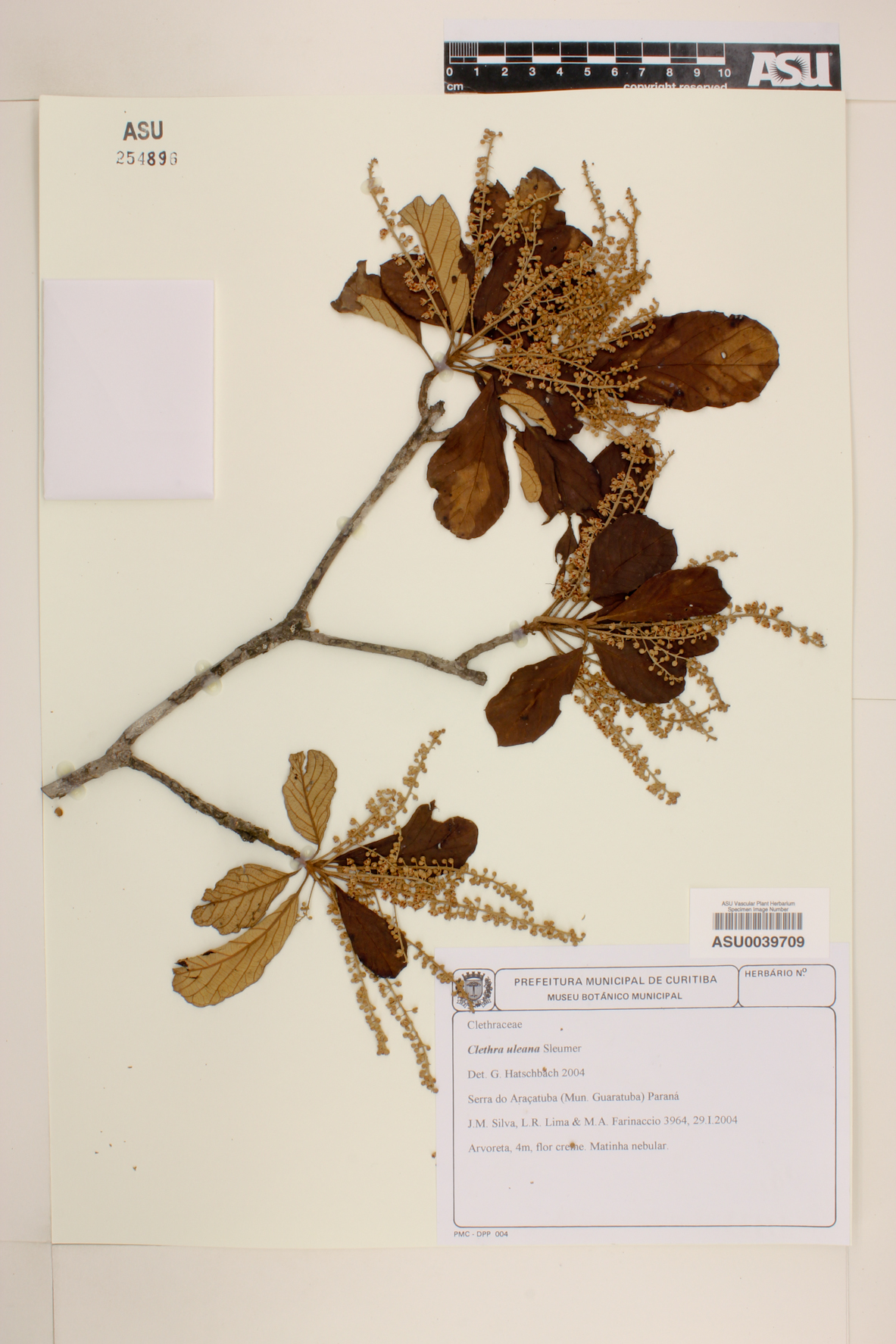 Clethra uleana image